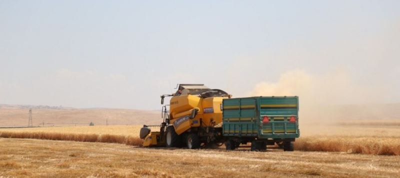 Buğday hasadı başladı: Mazot çiftçiyi perişan etti